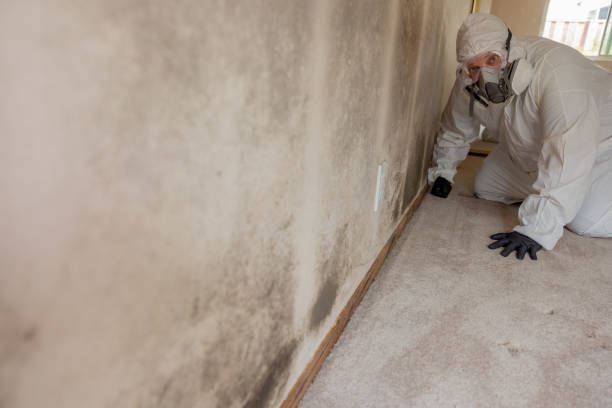 Best Comprehensive Air Testing for Mold Contaminants  in Royal Palm Estates, FL